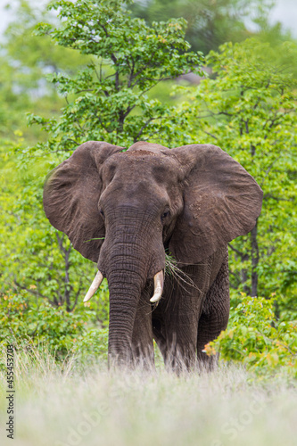 Lone African elephant bull walks through the green savannah in the Kruger Park  South Africa 