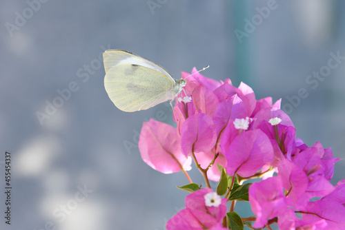 papillon blanc