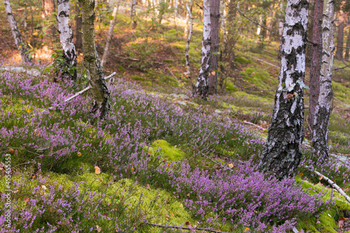 Fototapeta Naklejka Na Ścianę i Meble -  Wrześniowy las. Kwitnące wrzosy w lesie.