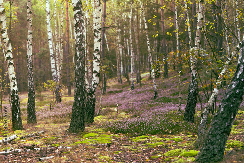 Wrześniowy las. Kwitnące wrzosy w lesie.