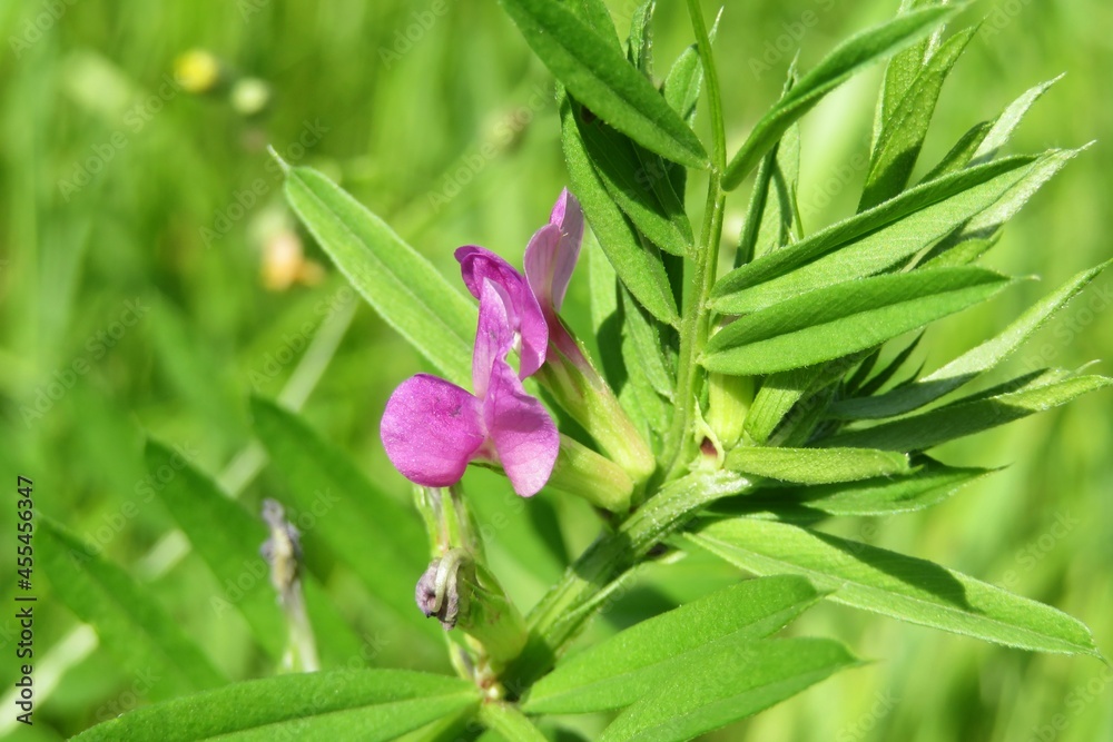 Pink visia sativa flowers in the meadow on natural green leaves background, closeup Pink visia sativa flowers in the meadow on natural green leaves background, closeup