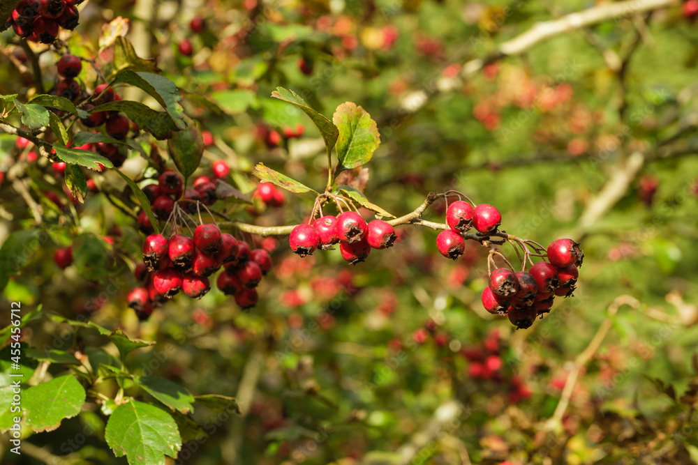 Rote Beeren an einem Strauch ( herbstliches Motiv)