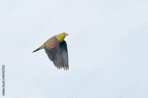 white bellied green pigeon in the sea shore