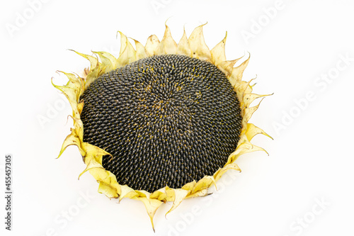 sunflower isolated on white background