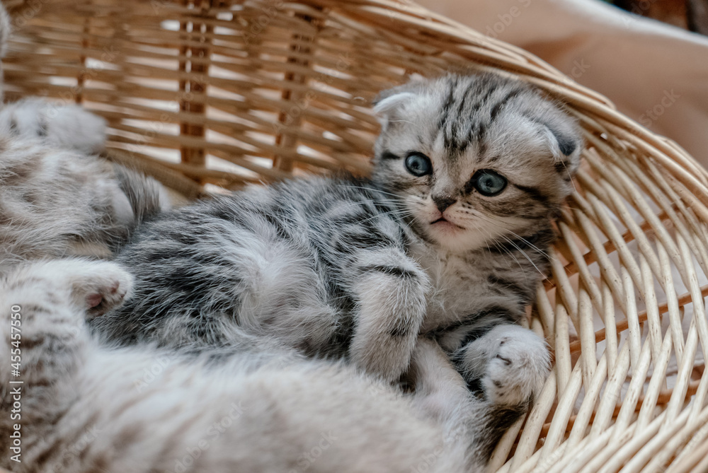 Obraz premium Beautiful scottish fold kitten plays in a basket