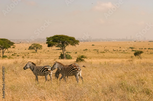 z  bre de Burchell Equus burchelli