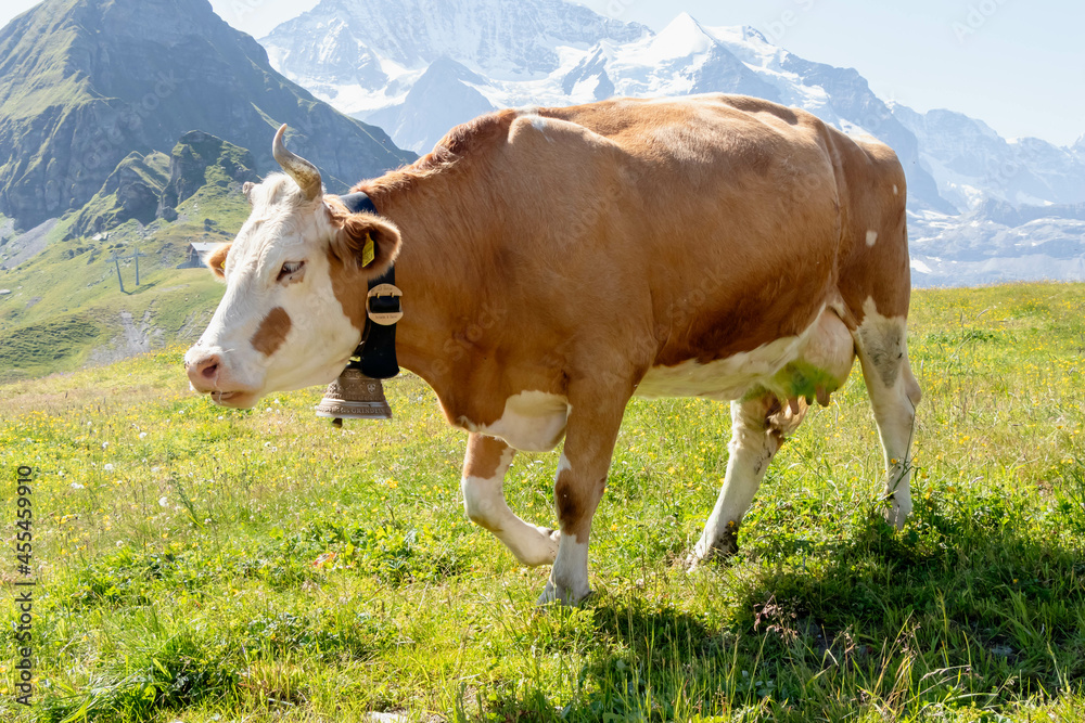 Brown cow grazing on an Alp mountains in summer season in Switzerland with blue sky and green grass. Brown cow grazing on an Alp mountains in summer season in Switzerland with blue sky and green grass.