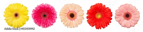 Gerbera flowers, set of multi-colored buds, top view, isolated on white background © elenvd
