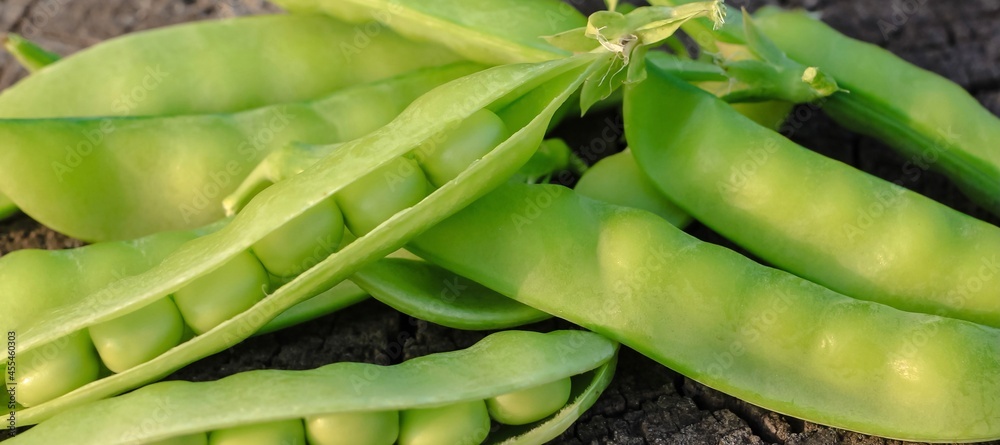 Fresh pods of sweet green peas as natural food summer harvest banner. Healthy eating, lifestyle. Fresh pods of sweet green peas as natural food summer harvest banner. Healthy eating, lifestyle.