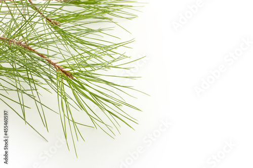 Pine tree twig on a white background