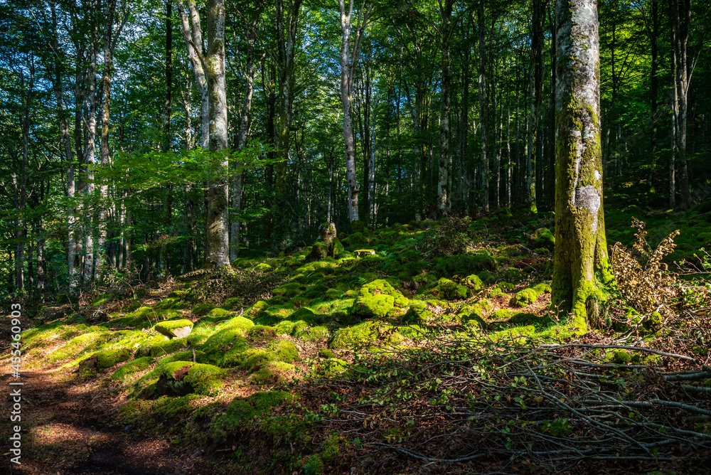 Paisaje de bosque verde oscuro.Hermoso bosque con suelo cubierto de musgo y rayos de sol a través de los árboles