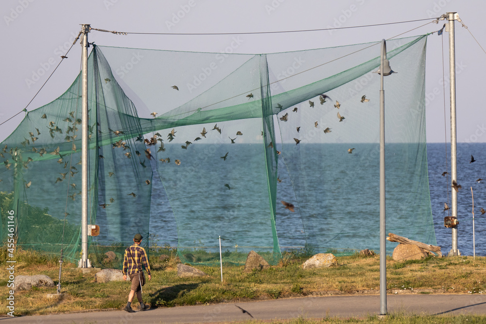 Large bird trap at the ornithological station in Lithuania located at cape  Vente near Curonian lagoon .Birds catching in nets with purpose to follow  their migration route. Stock Photo