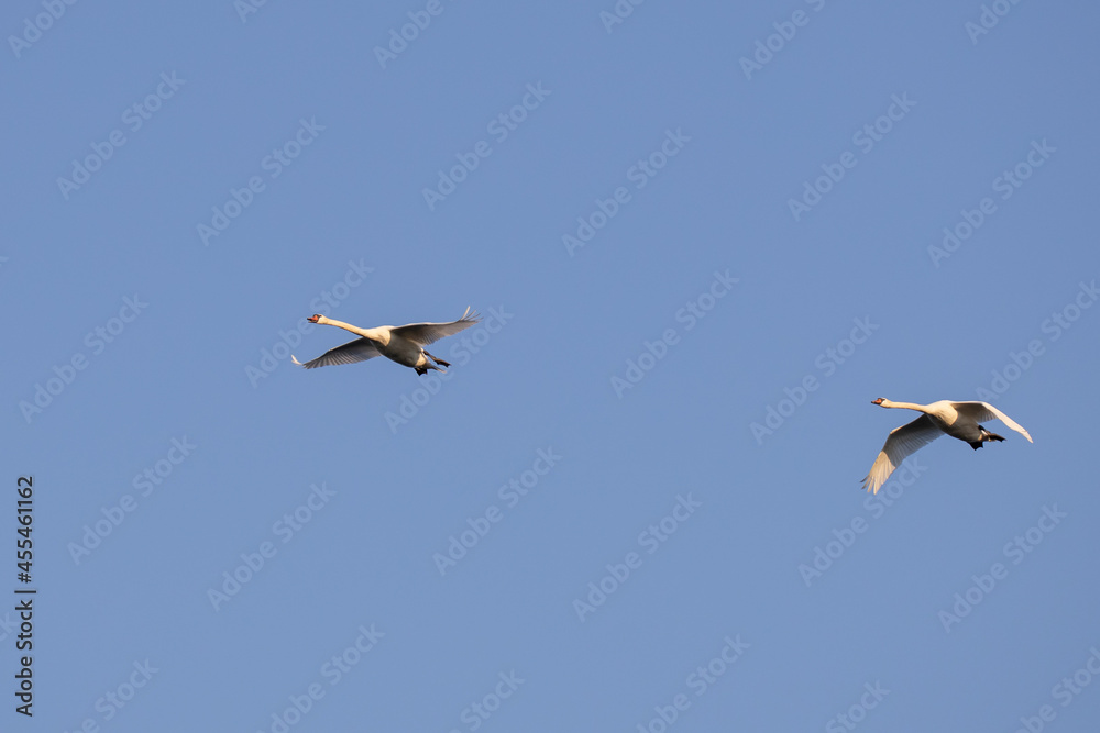 Obraz premium Two flying swans on blue sky background.
