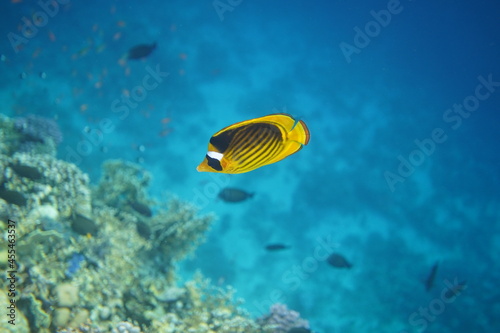 Fototapeta Naklejka Na Ścianę i Meble -  Underwater view of the coral reef. Life in the ocean. School of fish. Coral reef and tropical fish in the Red Sea, Egypt. world ocean wildlife landscape.