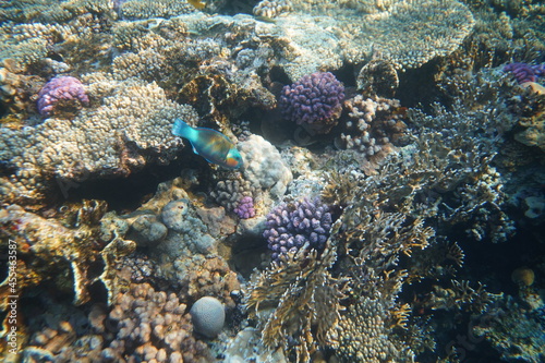 Underwater view of the coral reef. Life in the ocean. School of fish. Coral reef and tropical fish in the Red Sea  Egypt. world ocean wildlife landscape.