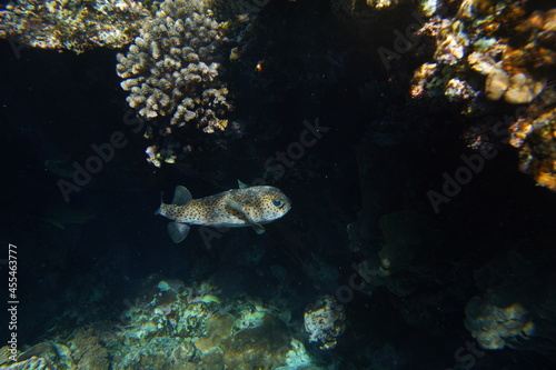 Fototapeta Naklejka Na Ścianę i Meble -  Underwater view of the coral reef. Life in the ocean. School of fish. Coral reef and tropical fish in the Red Sea, Egypt. world ocean wildlife landscape.