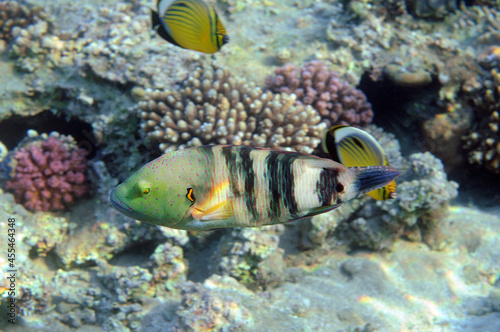 Underwater view of the coral reef. Life in the ocean. School of fish. Coral reef and tropical fish in the Red Sea  Egypt. world ocean wildlife landscape.