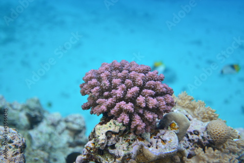 Fototapeta Naklejka Na Ścianę i Meble -  Underwater view of the coral reef. Life in the ocean. School of fish. Coral reef and tropical fish in the Red Sea, Egypt. world ocean wildlife landscape.