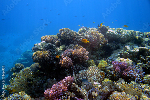 Underwater view of the coral reef. Life in the ocean. School of fish. Coral reef and tropical fish in the Red Sea, Egypt. world ocean wildlife landscape.