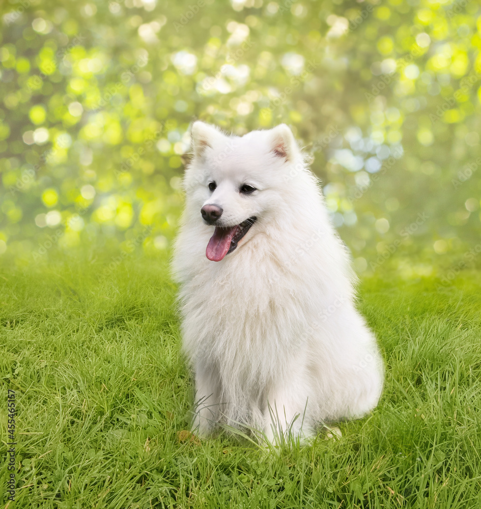 outdoor portrait of white dog on natural background, happy healthy japanese spitz puppy on a walk