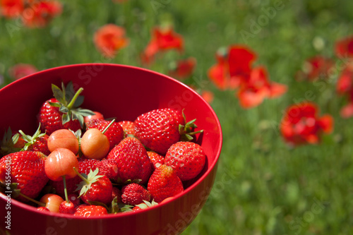 Fototapeta Naklejka Na Ścianę i Meble -  Red berry fruit in the garden -  freshly picked soft fruit from the garden in the plastic bowl.