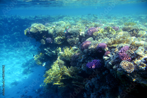 Underwater view of the coral reef. Life in the ocean. School of fish. Coral reef and tropical fish in the Red Sea  Egypt. world ocean wildlife landscape.