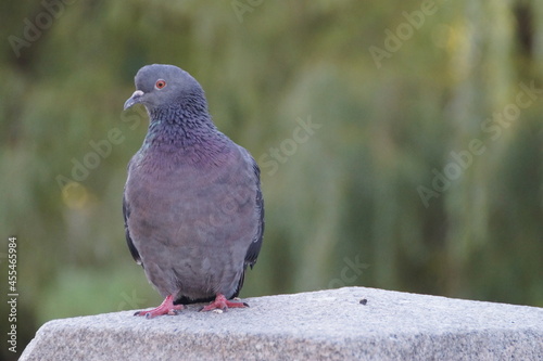 pigeon on the stone