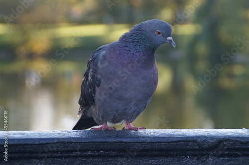 pigeon in the city