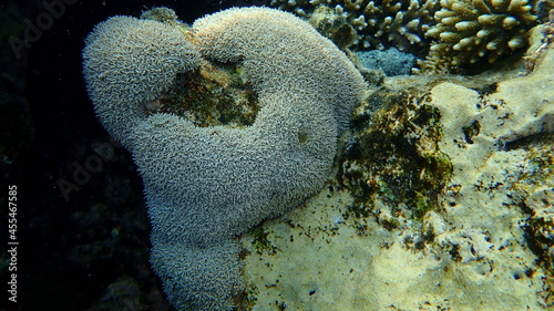 Organ pipe coral (Tubipora musica) undersea, Red Sea, Egypt, Sharm El Sheikh, Nabq Bay
 photo