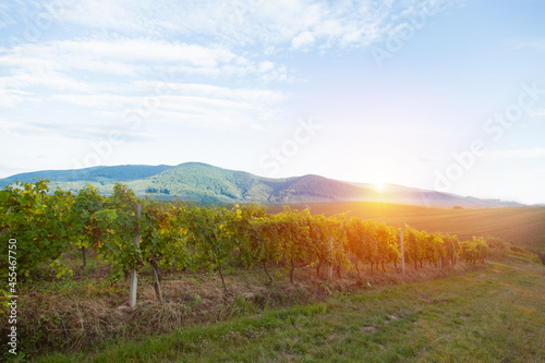 A very wide panoramic shot of a summer vineyard at sunset.