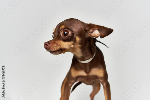 dog pet puppy grooming isolated background © SHOTPRIME STUDIO