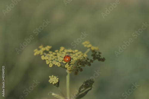 A ladybug is sitting on a flower.