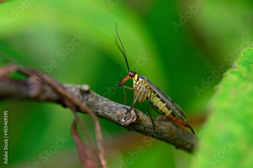 Deutsche Skorpionsfliege // German scorpionfly (Panorpa germanica) © bennytrapp