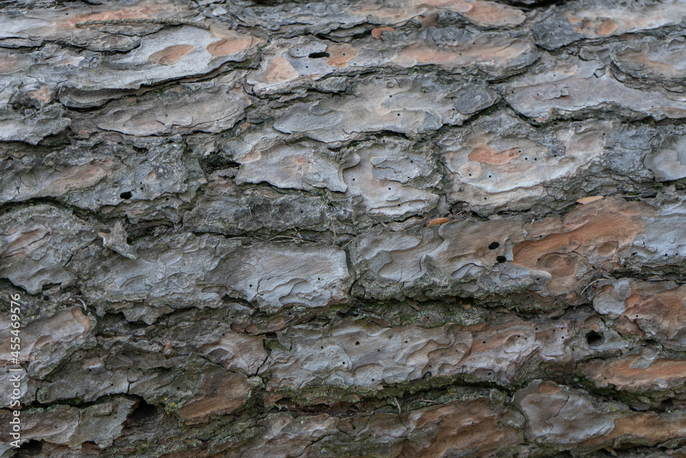 Textured background of a tree