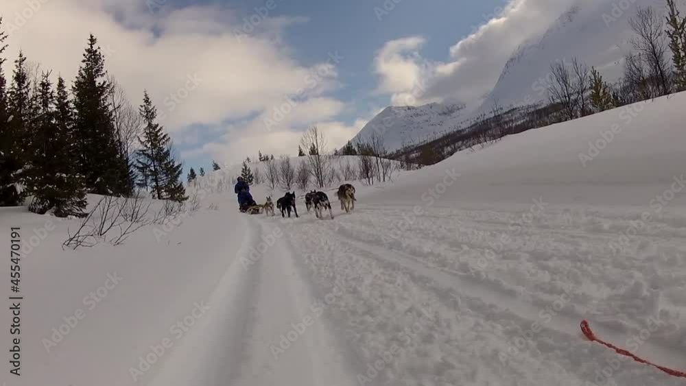 Dog sledding in Lofoten Islands, Northern Norway
