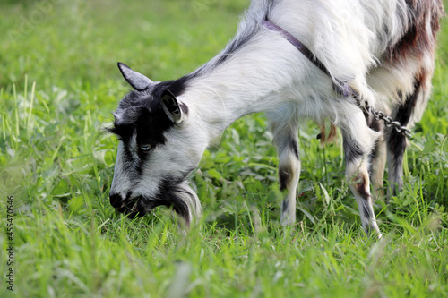 White goat with black spots eating grass on a meadow. Portrait of goat on green pasture
