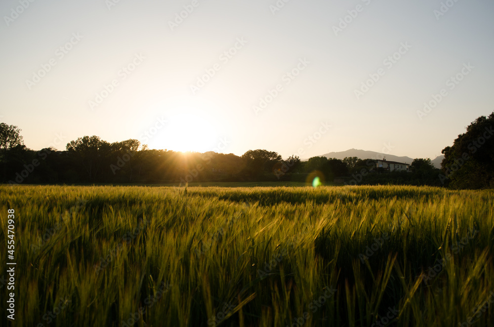 sunset in a green field