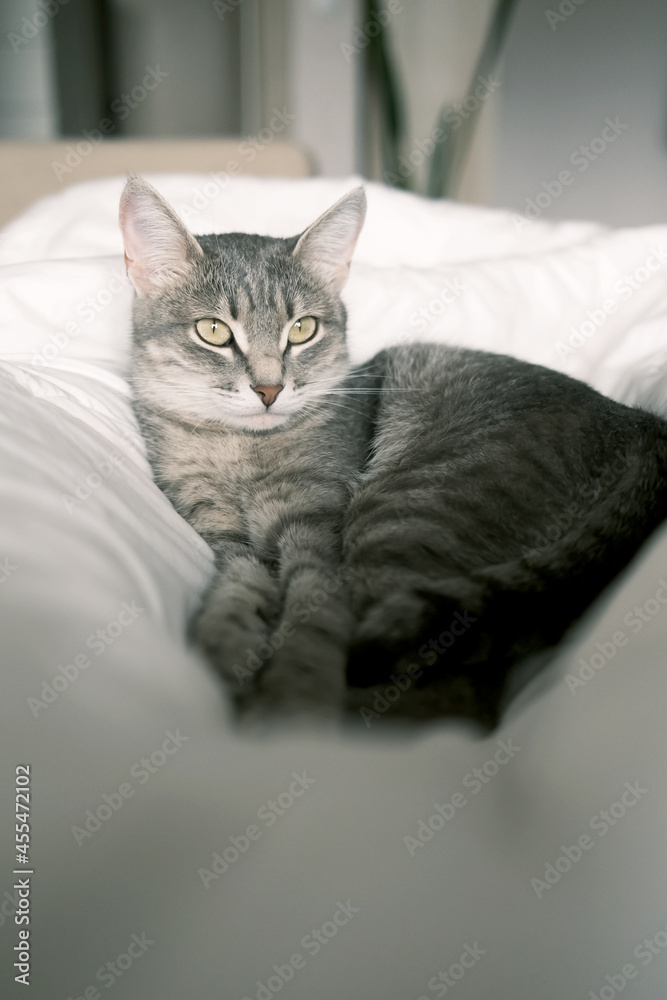A domestic striped gray cat sleep on the bed. The cat in the home interior. A domestic striped gray cat sleep on the bed. The cat in the home interior.