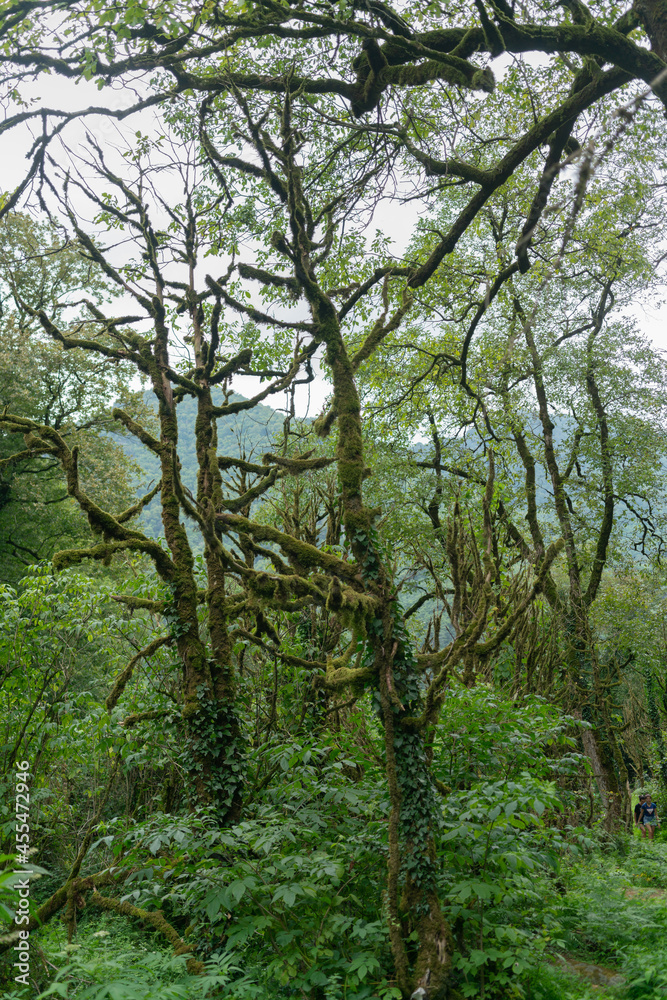 Trees overgrown with moss in a dense mountain