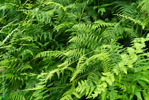 Dense green fern leaves