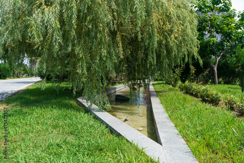 In the foreground, green willow branches bent over a stream in the park on a sunny summer day