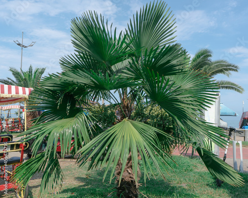 Next to a young green palm tree are multi-colored walking bicycles and scooters against the background of blue sky and sea on a sunny summer day