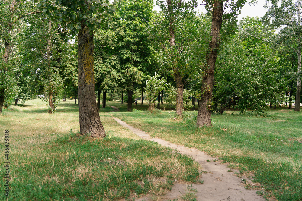 Fototapeta premium Walking path among green trees and grass in the city square on a summer sunny day