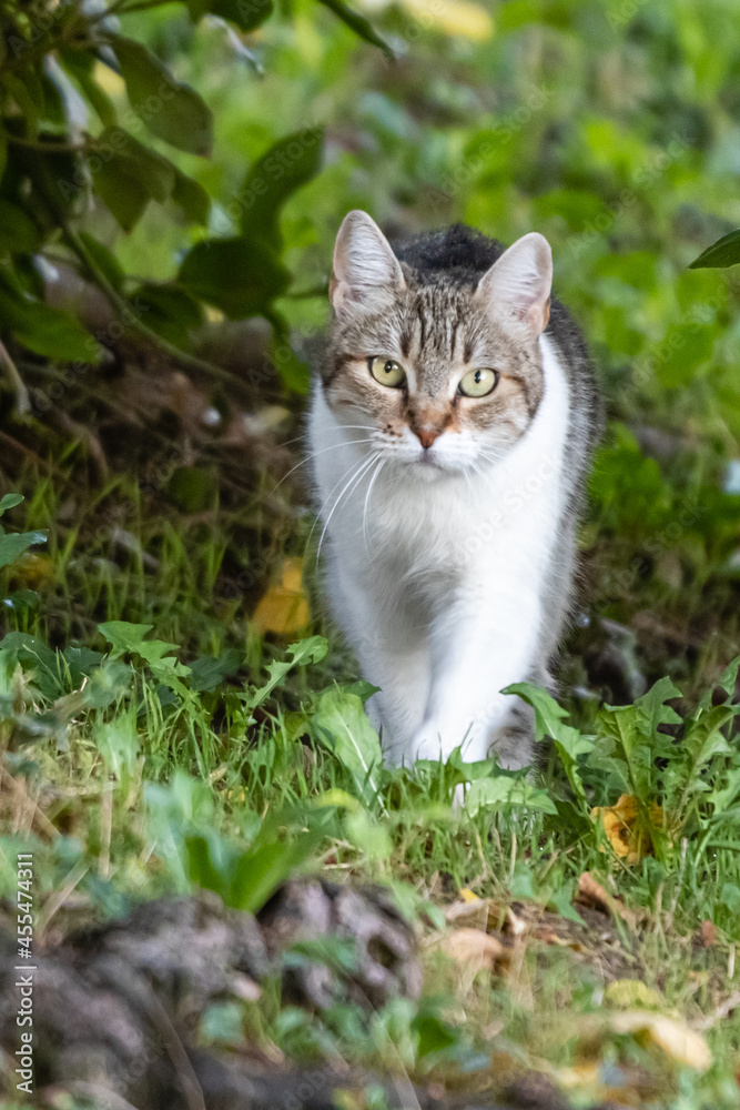 gray and white cat in a park gray and white cat in a park