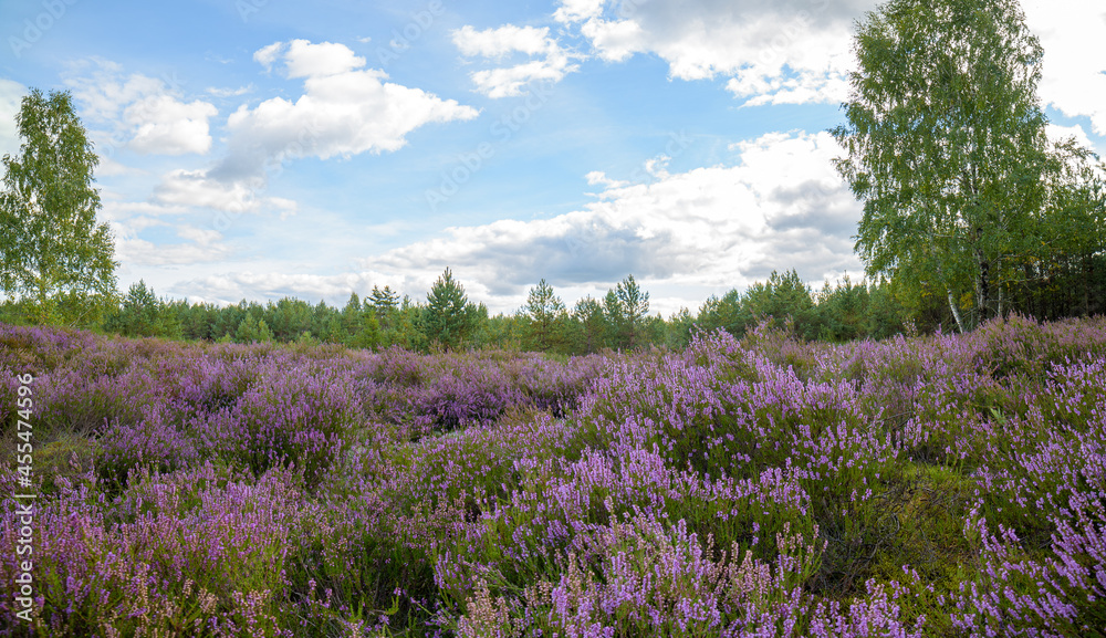 Wonderful place with unique nature with rare plants. Continental dune in Dumsiai forest in Lithuania. Wonderful place with unique nature with rare plants. Continental dune in Dumsiai forest in Lithuania.