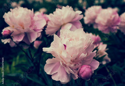 Pink peonies close-up on a dark stylized background