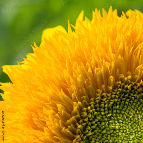 Flower with yellow petals close up