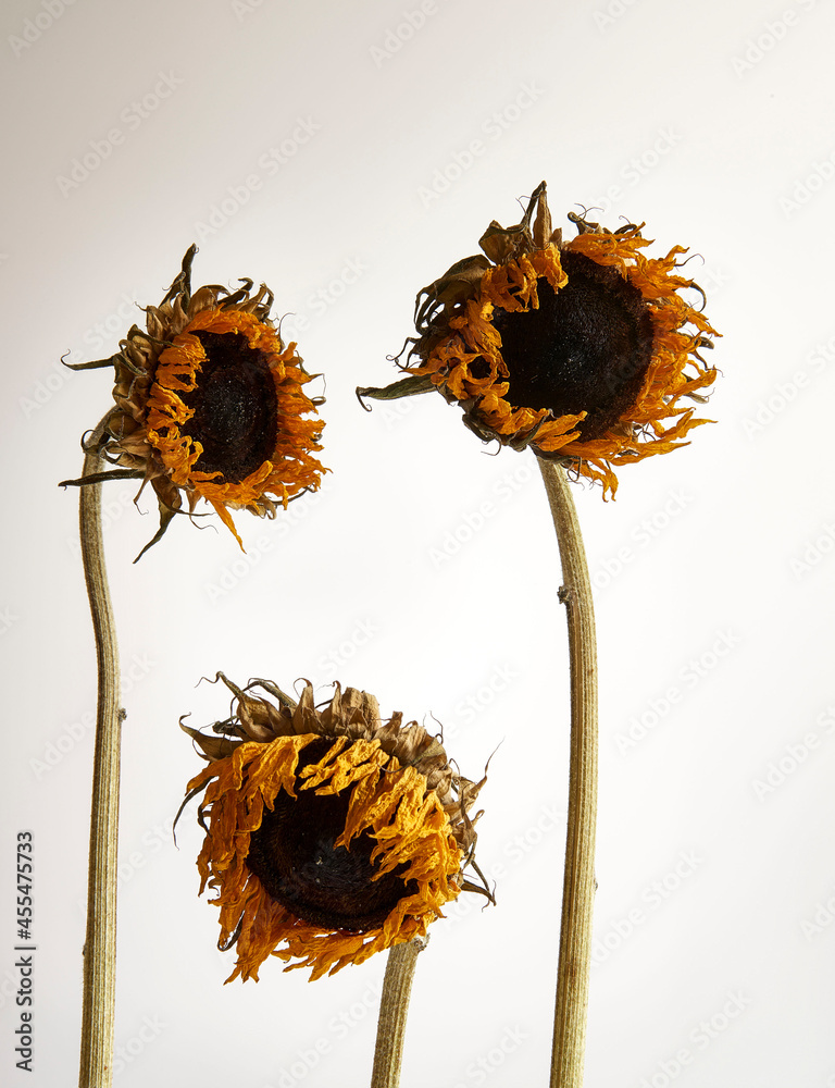 Obraz premium dry sunflower