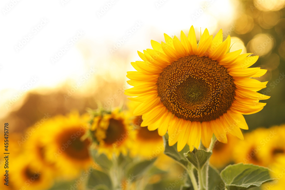 beautiful sunflower in the field on a sunny day