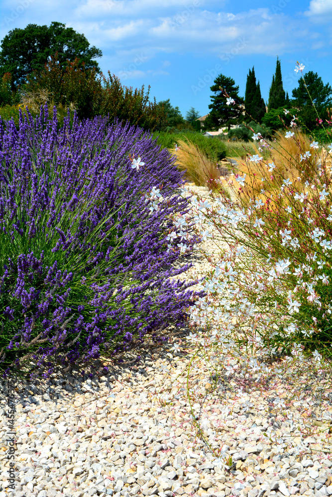 Fototapeta premium Gaura Lindheimera i lawenda przy żwirowej ścieżce, Oenothera lindheimeri, Oenothera and lavender by the gravel path